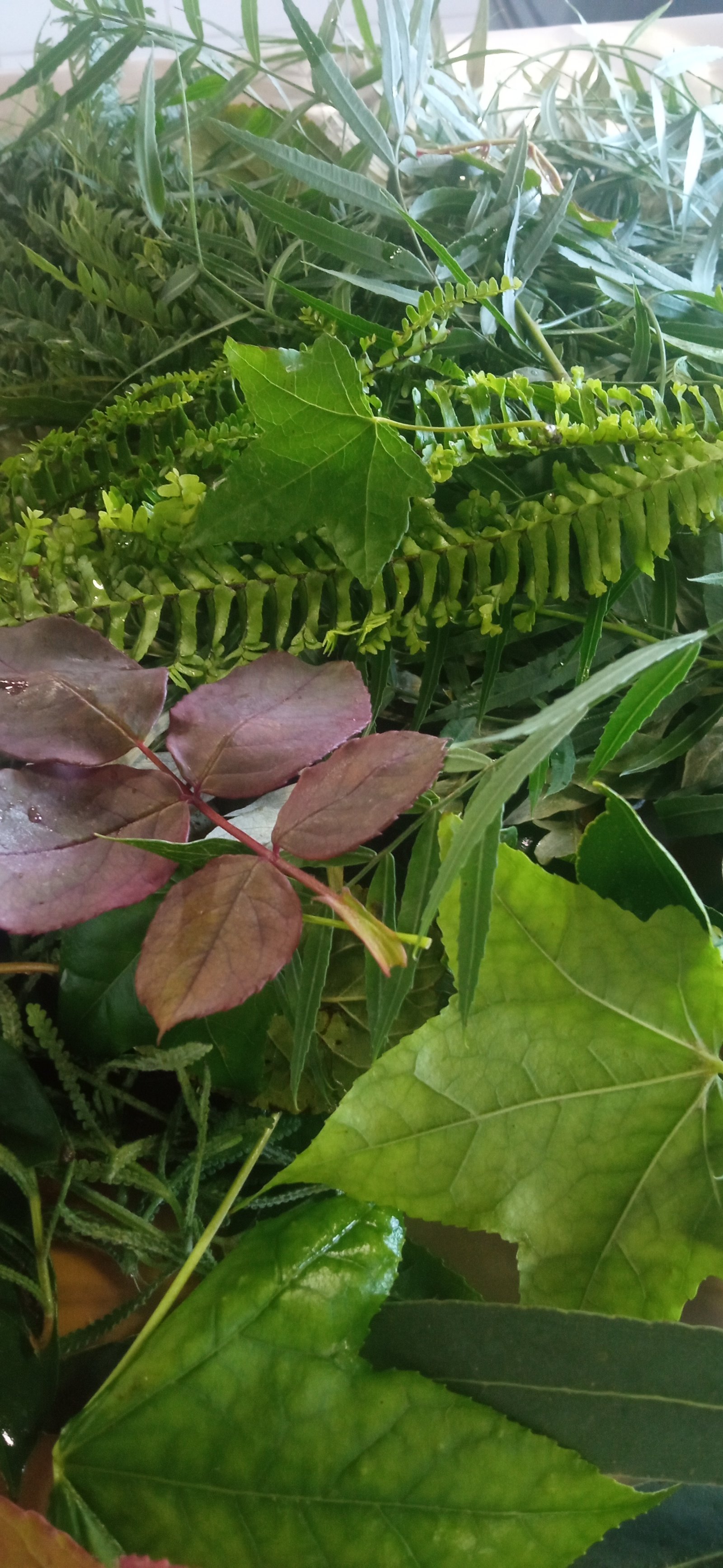 Especies y materiales para estampado botánico